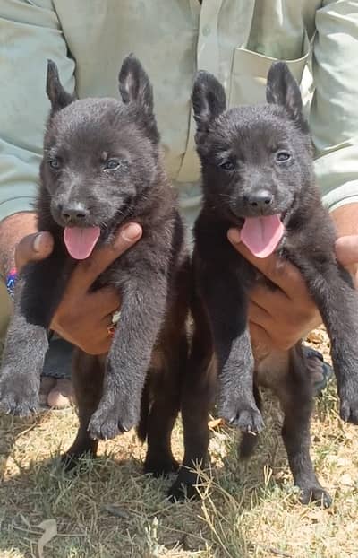 Black German shepherd pair | Alsatian Puppy | GSD | Dog | single coat
