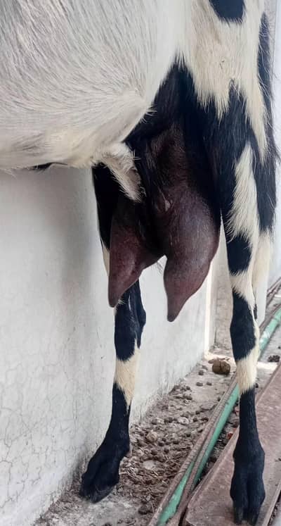 goat with male baby