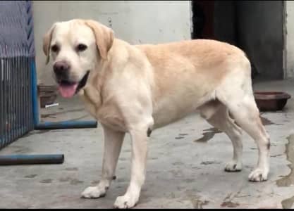Labrador male adul heavy bone structure for sale and stud service