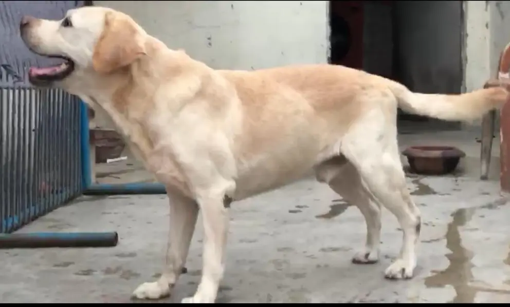 Labrador male adul heavy bone structure for sale and stud service — photo 2