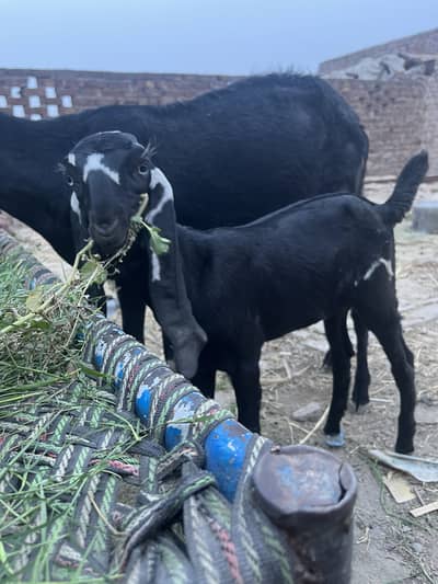Dhod wali bakri beetal