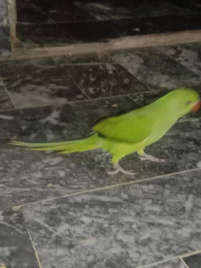 parrot for sale