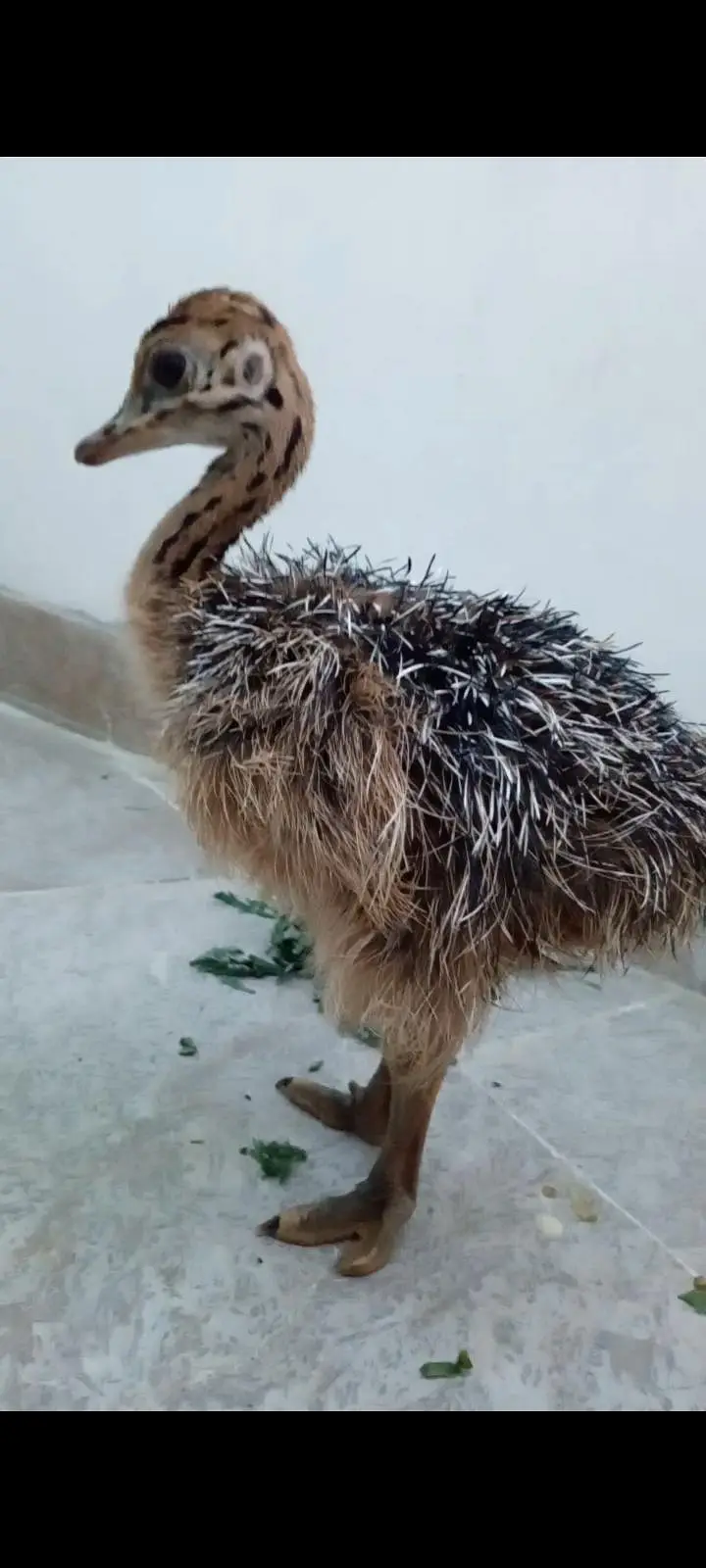 ostrich baby chicks