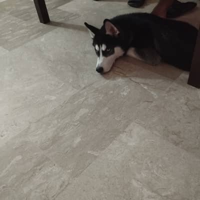 Blue eyes Siberian husky tripplie coat full documentations and micro c