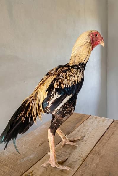 Shamo cross breed