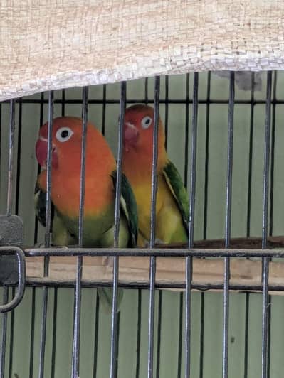 Healthy Love Bird Pair for Sale – Active & Beautiful