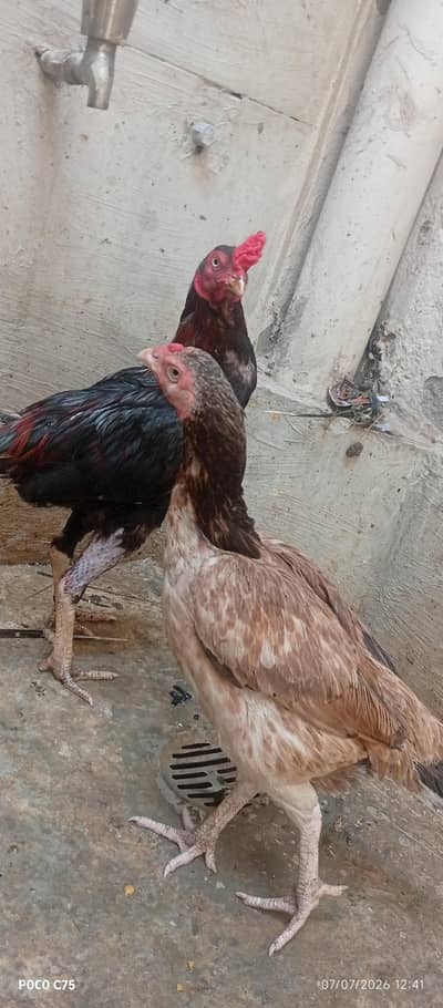 Murga Murgi our phata exchange possible with any other animals