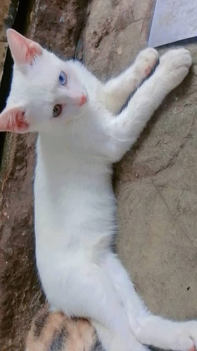 cat color eues