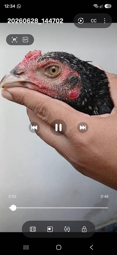 Thai and Mianwali Cross High Quality Breed (3 Roosters, 4 Hens)