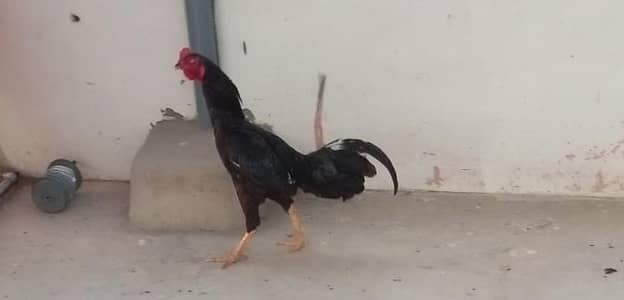 aseel murga sehat mand ha urgent sale 5000