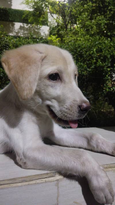 Labrador puppy