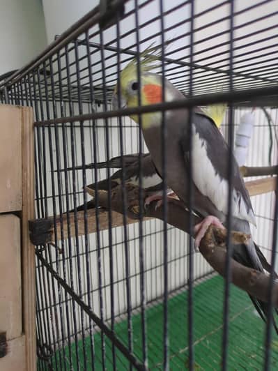 black cocktail is adult  or only for breeding