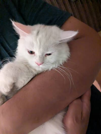Odd Eyes Persian cat for sale