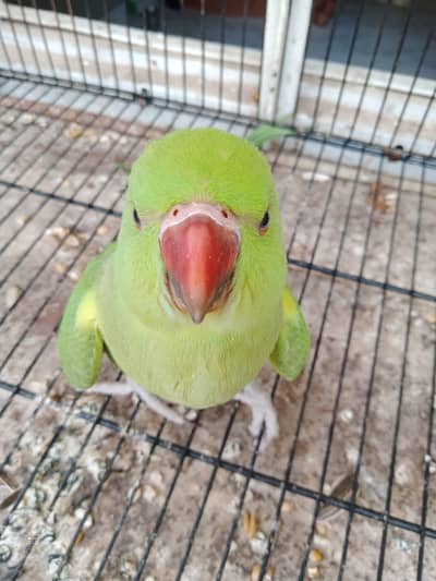 Ringneck