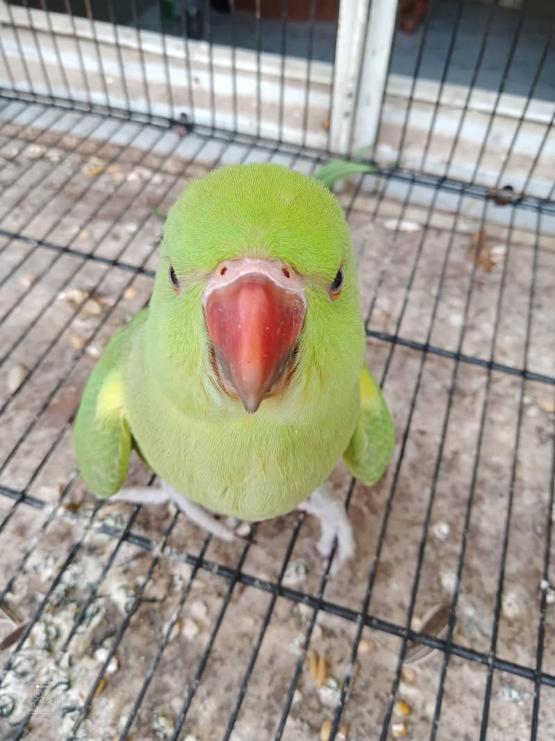 Ringneck 0