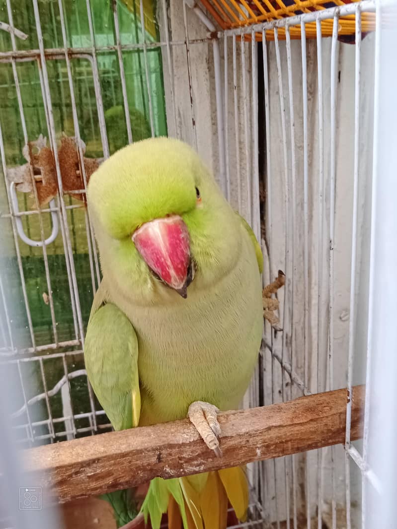 Ringneck 1