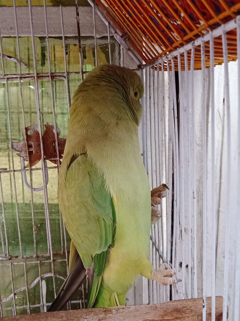 Ringneck 2