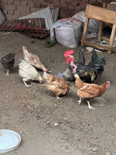 Hen laying eggs