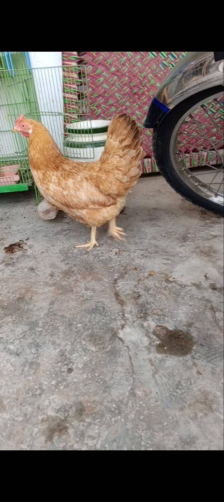 golden buff 1