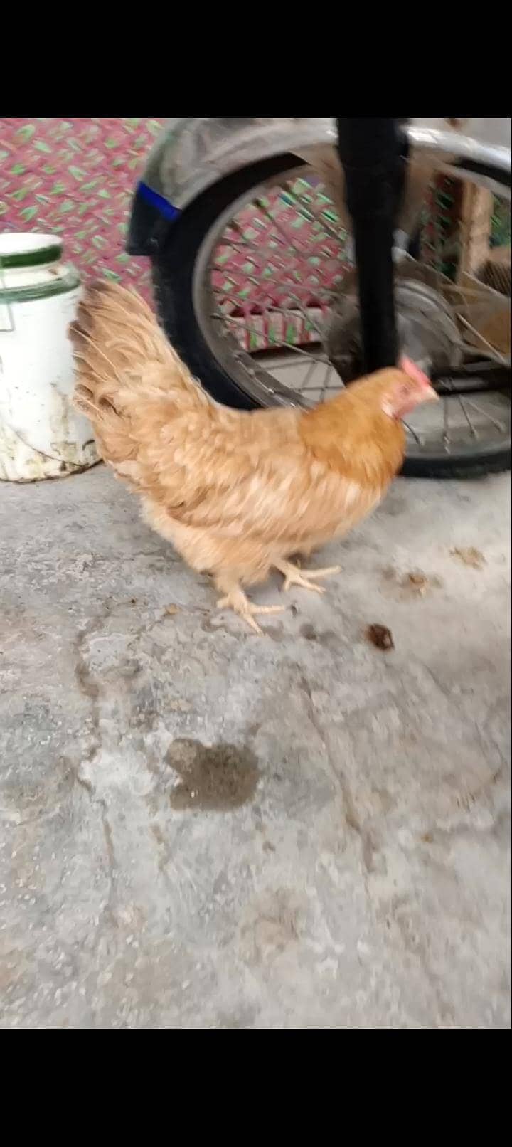 golden buff 2