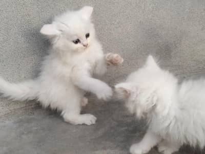persian cat triple cotted