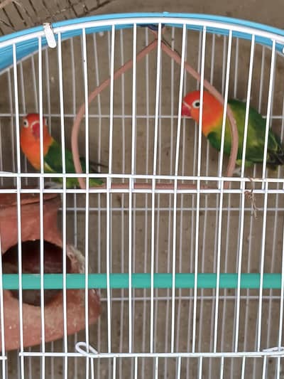 Albino love bird fisher