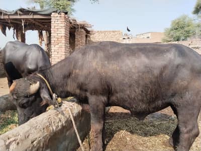 4 Kattay for sale