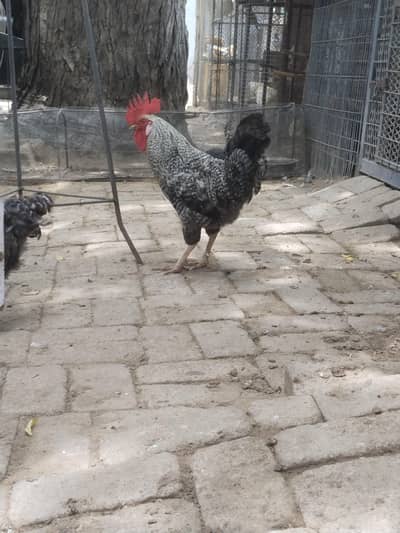 for sell