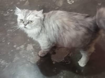 Persian cat