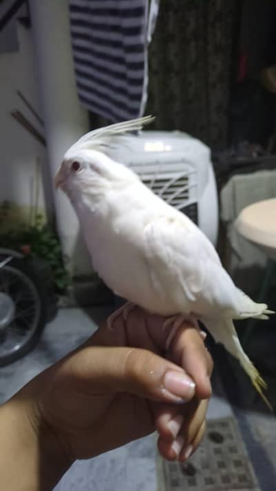white cocktail hand tamed