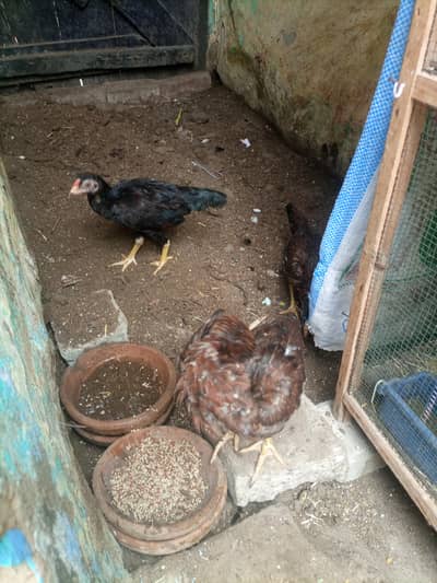 Hi quality maiwali chick