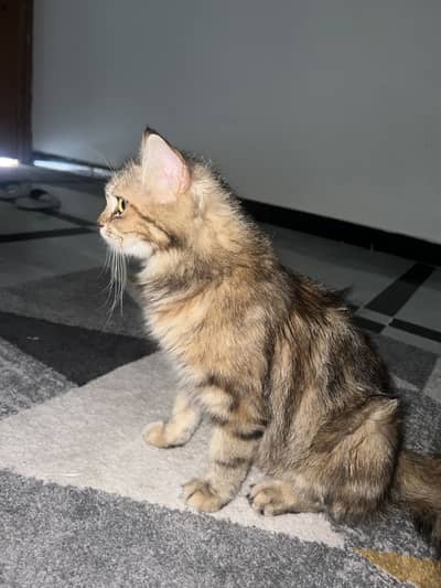 Persian triple coated cat fully trained