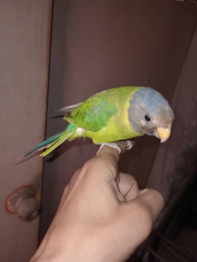 PLUM HEAD FEMALE HAND TAME AND ACTIVE OR HEALTHY