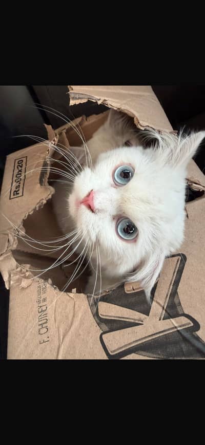 PERSIAN TRIPLE COATED FULL WHITE