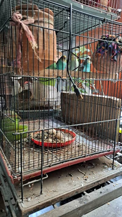budgies 2 pairs for sale