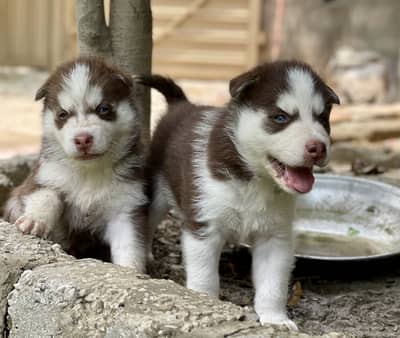 Siberian Husky Puppies For Sale Pure Breed With Blue Eyes