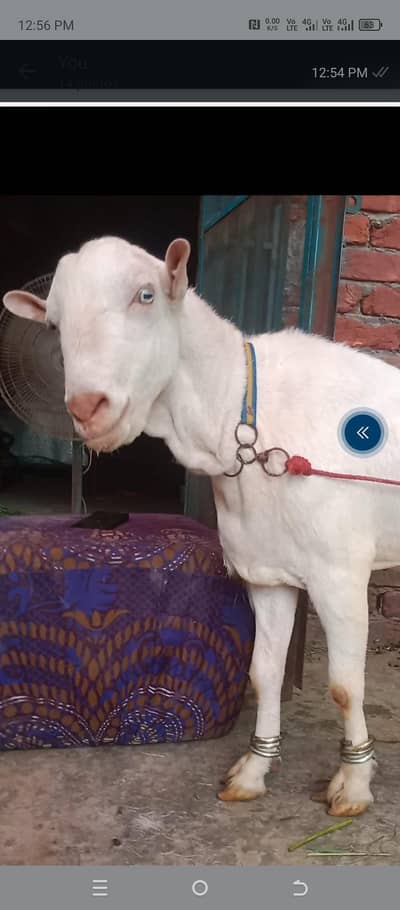 Gulabi Tedda