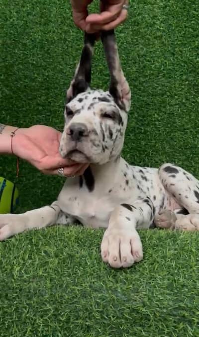Great Dane international pedigree passport puppy’s available for imort