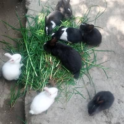 For sale 500 par