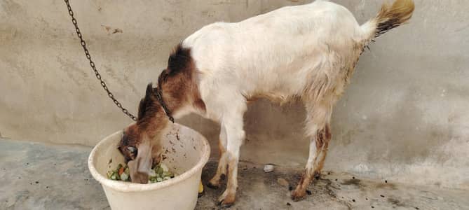 4 dant bakri hai bacha 7 month ka hai