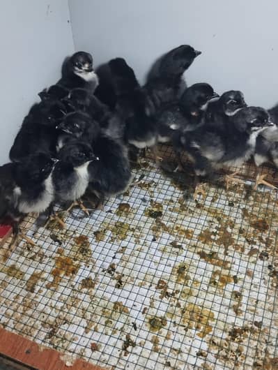 Austrolop chicks