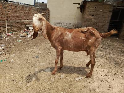bakrian forsale 03155070357 Whatsapp or call