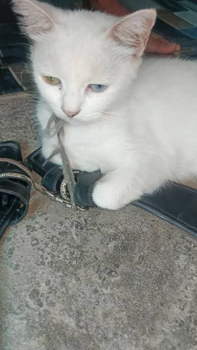 female persian odd eyes