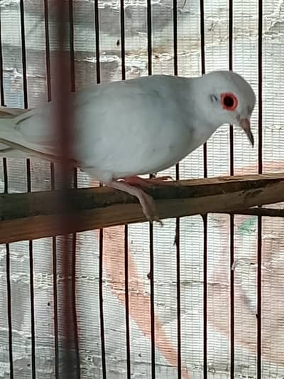 Dove Breeder Pair For Sale