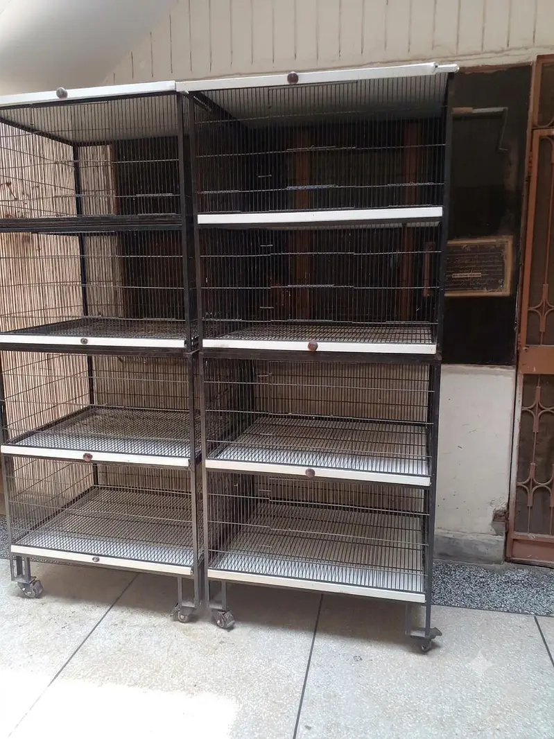 Giant size cages for pigeon