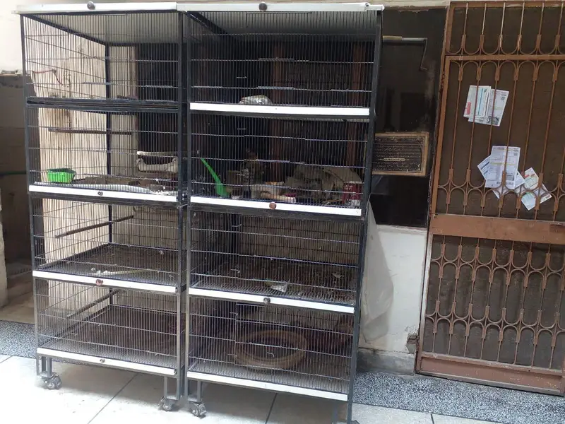 Giant size cages for pigeon — photo 3