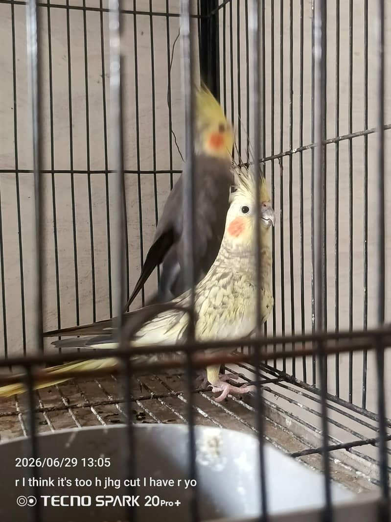 breeder pair 4