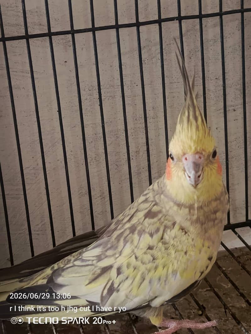 breeder pair 5