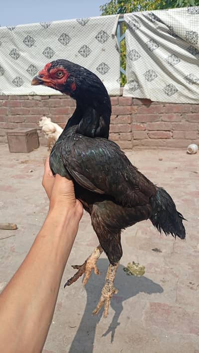 aseel hens 2