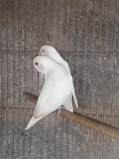 Albino red eye into Albino black eye